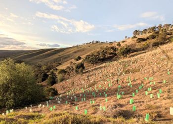 planting hope for koalas