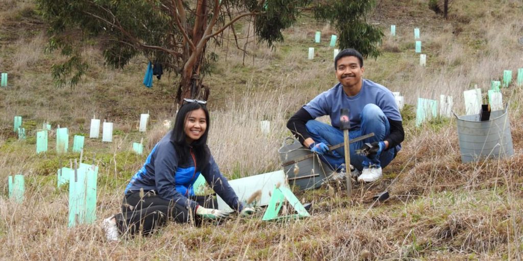 volunteers planting trees for koalas