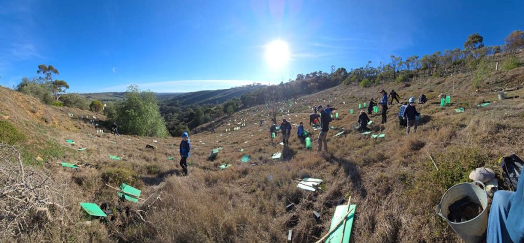 river valley revegetation Australia volunteers