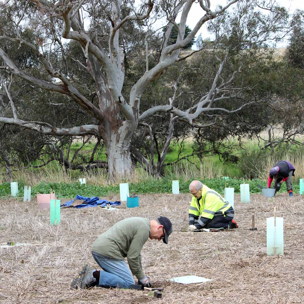 Tree planting on a river bend near a big River Red Gum tree