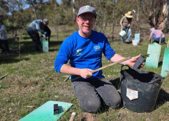 184,837 Trees Planted for Koalas