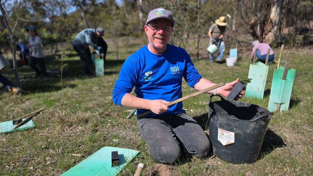 184,837 Trees Planted for Koalas