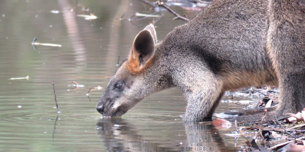 swamp wallaby drinking water close