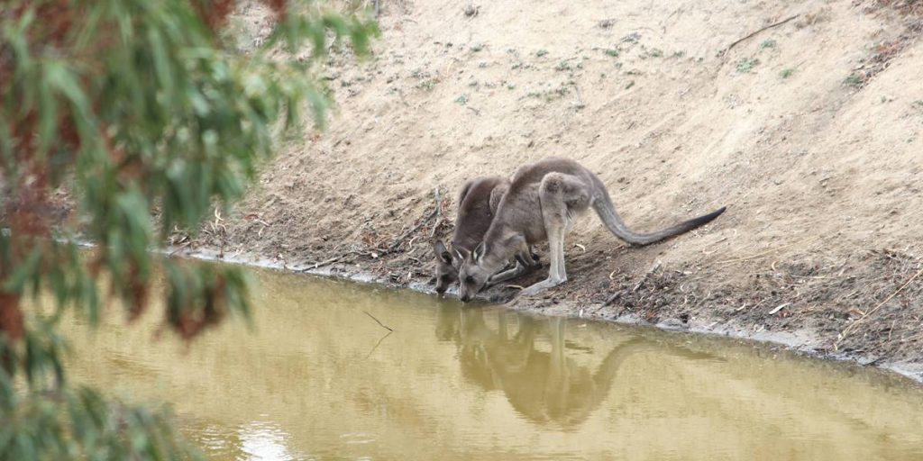 two eastern grey kangaroos drinking