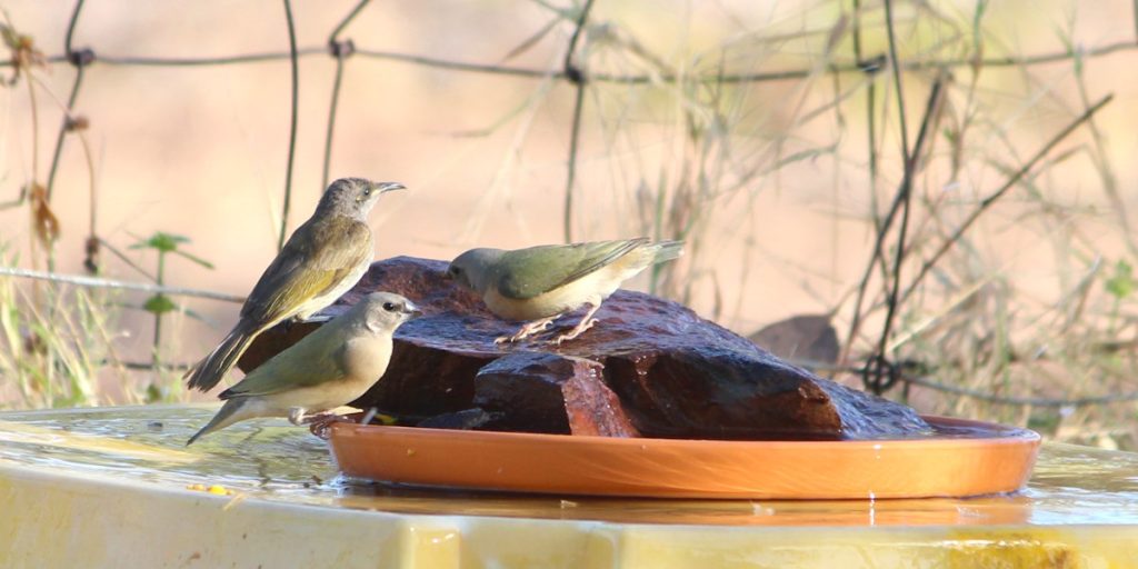finches at water bath