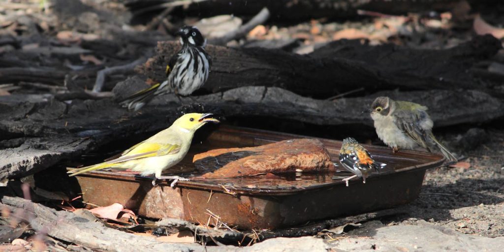 white plumed new holland brown headed honeyeater spotted pardalote at water station