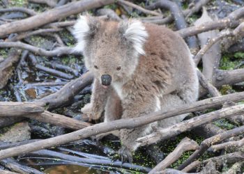 koala at waterhole
