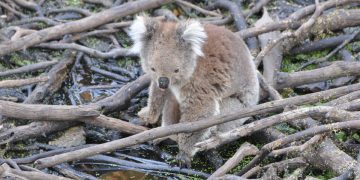 koala at waterhole