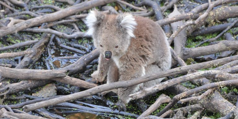 hot koala drinking at waterhole