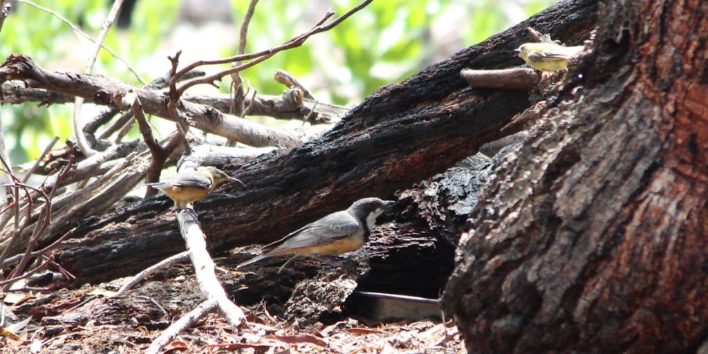 rufous whistler eastern spinebill yellow thornbill at bird bath