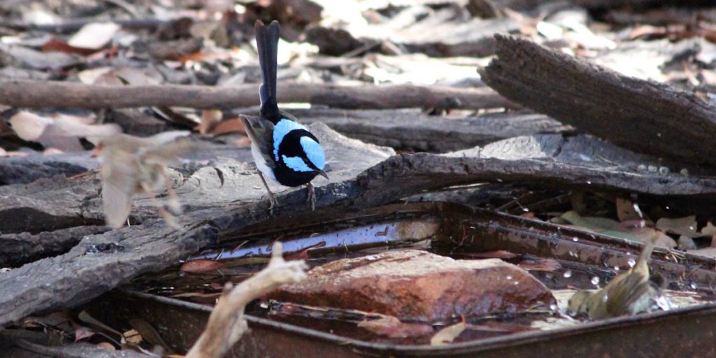 superb fairywren at bird bath