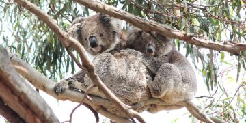 How, when and why Australian animals use water for cooling down and drinking