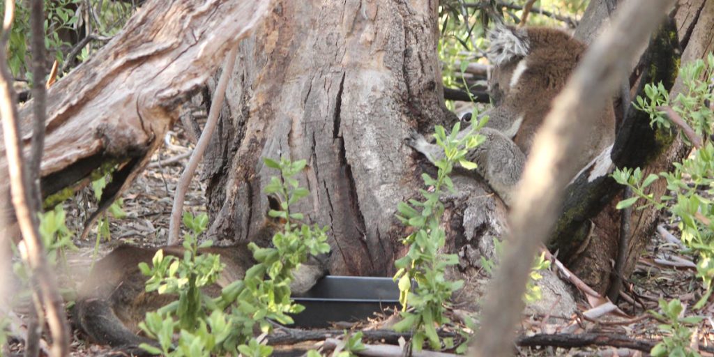 koala swamp wallaby share water hot day