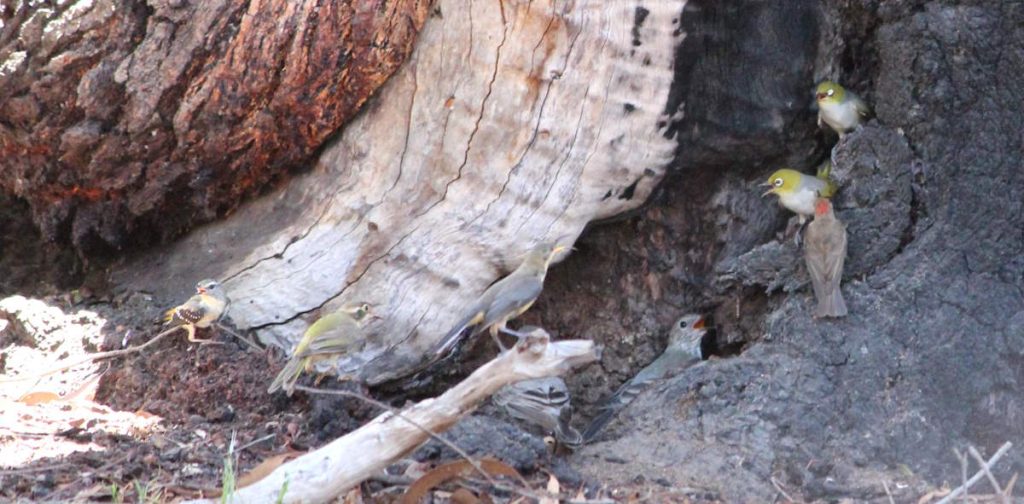 small birds on extreme heat day at base of eucalypt