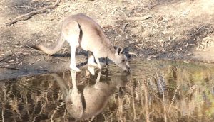 hot eastern grey kangaroo drinking