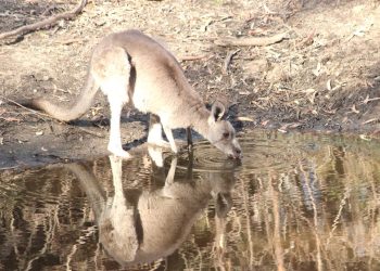 hot eastern grey kangaroo drinking