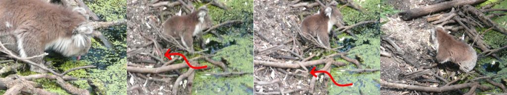 koala and brown snake share a waterhole on hot day