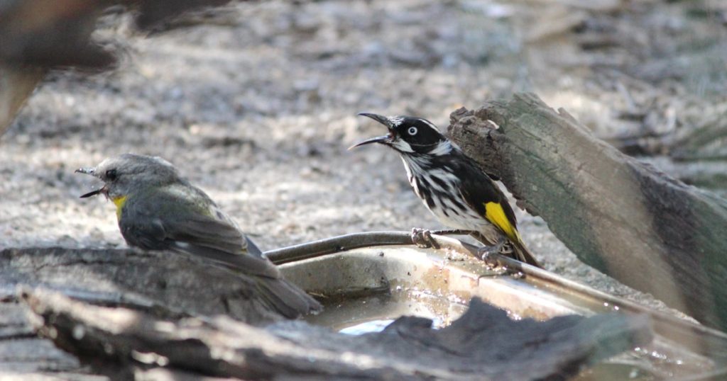 new holland honeyeater panting in heat
