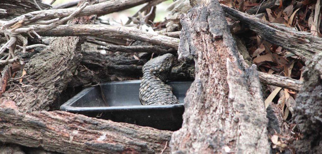Shingleback lizard in a water tray on a hot day
