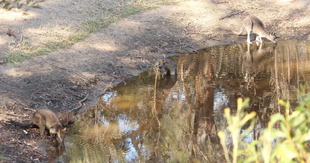 swamp wallaby kangaroo  in water hot day