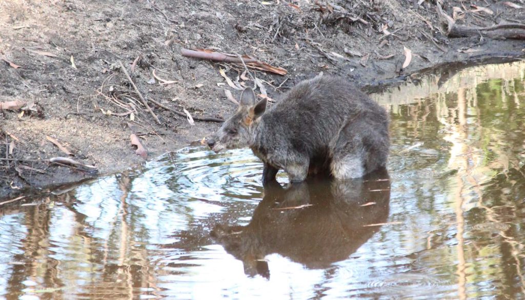swamp wallaby in water hot day