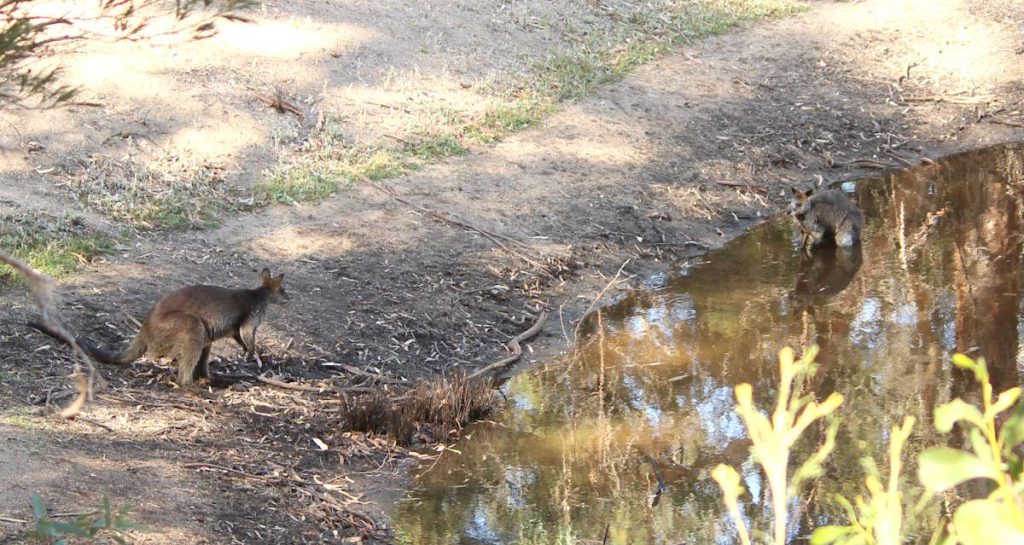 swamp wallaby in water hot day