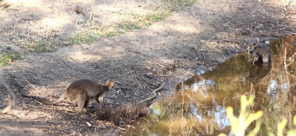 swamp wallaby in water hot day