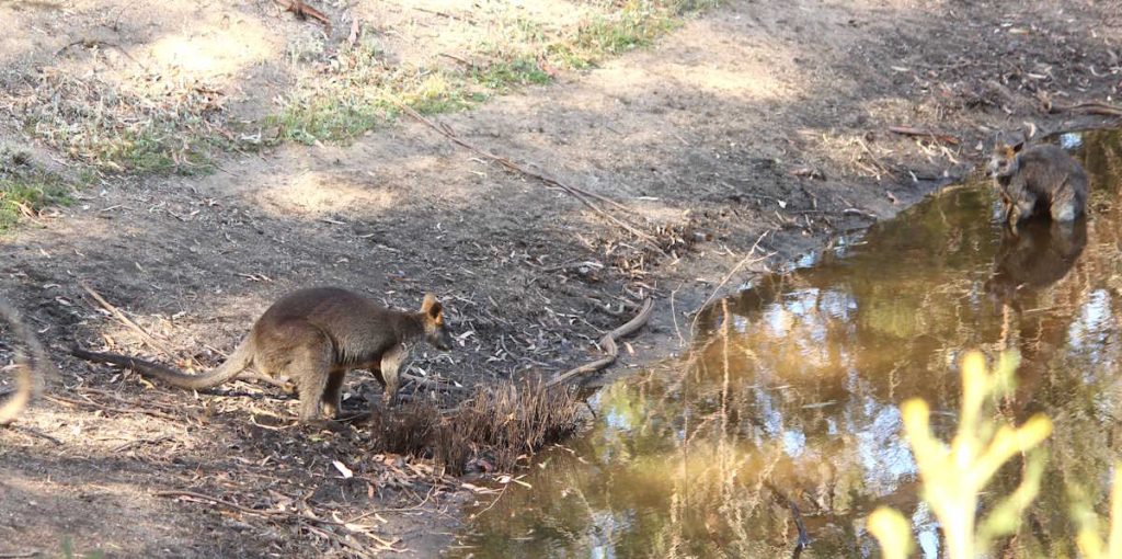swamp wallaby in water hot day