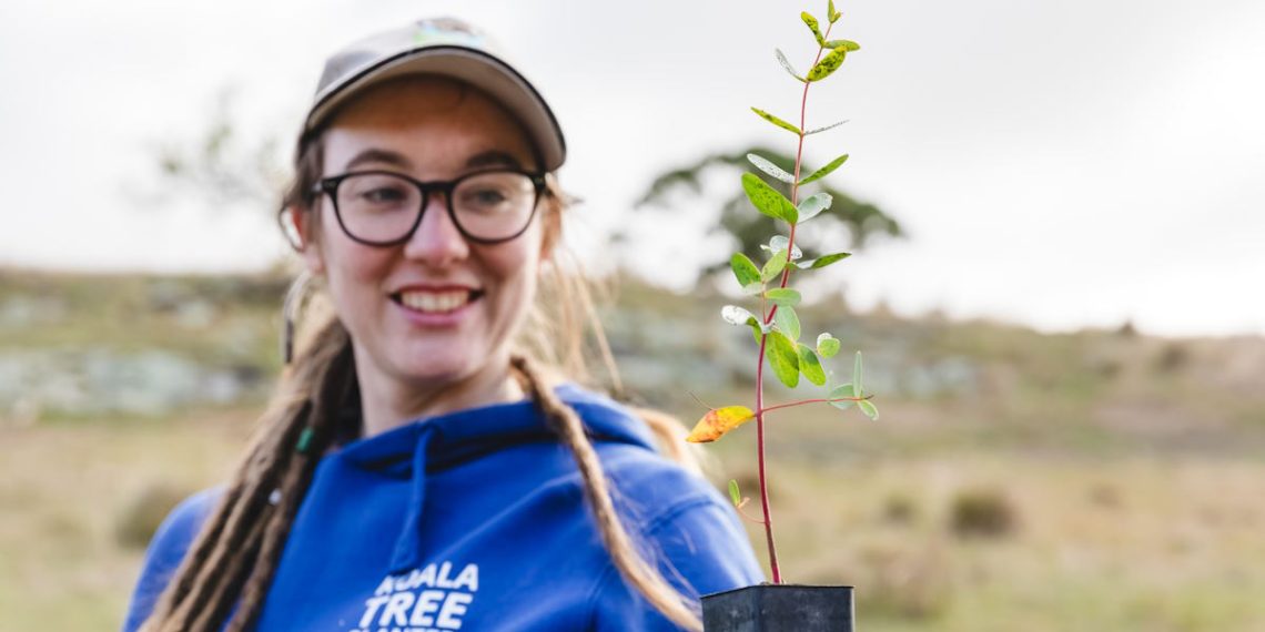 koala tree planter with eucalyptus