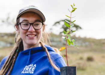 koala tree planter with eucalyptus