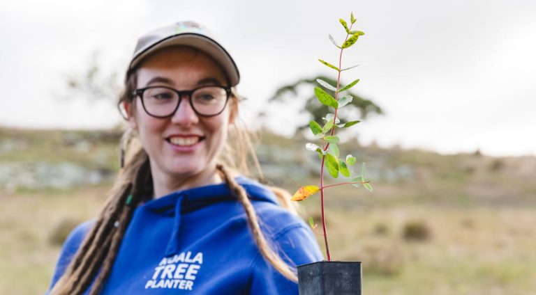 koala tree planter with eucalyptus